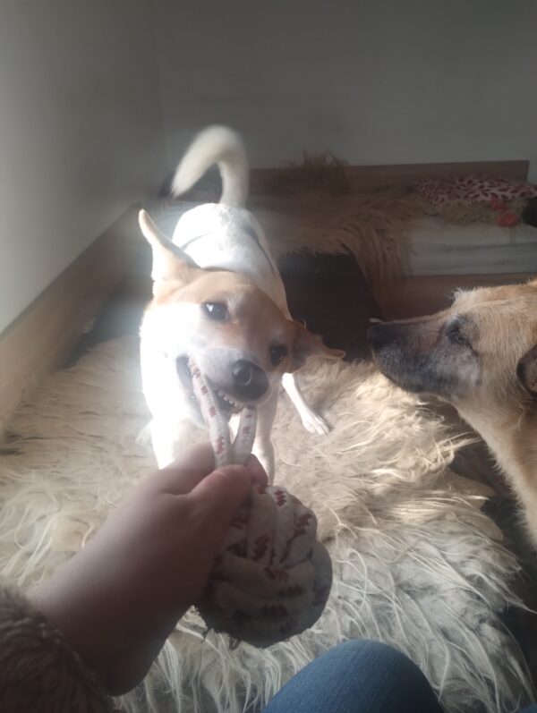 Krachtballus